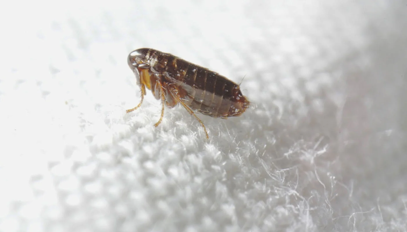 Pire İlaçlama - Ankara Fare İlaçlama